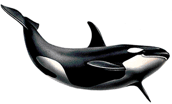 Killer Whale Png Picture Png Image - Whale, Transparent background PNG HD thumbnail