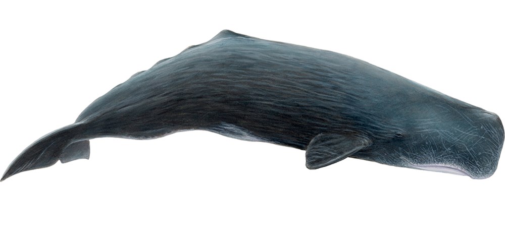 Sperm Whale (Physeter Macrocephalus) - Whale, Transparent background PNG HD thumbnail