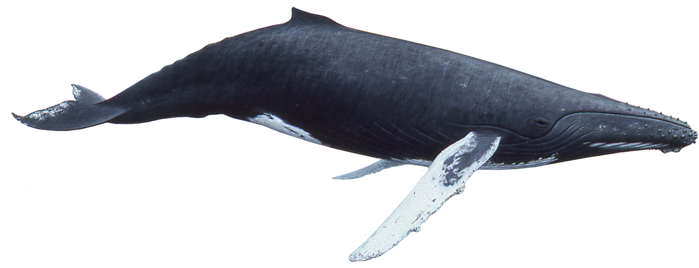 Whale Png   Whale Png - Whale, Transparent background PNG HD thumbnail