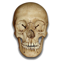 Skeleton Head Png File Png Image - Head, Transparent background PNG HD thumbnail