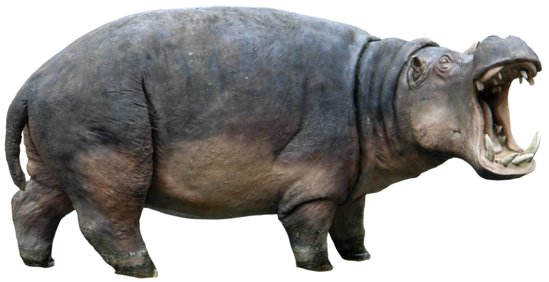 Download Hippopotamus PNG images transparent gallery. , PNG Hippopotamus - Free PNG