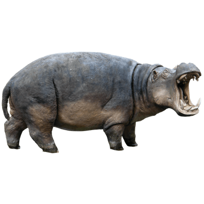 Hippopotamus Picture PNG Imag