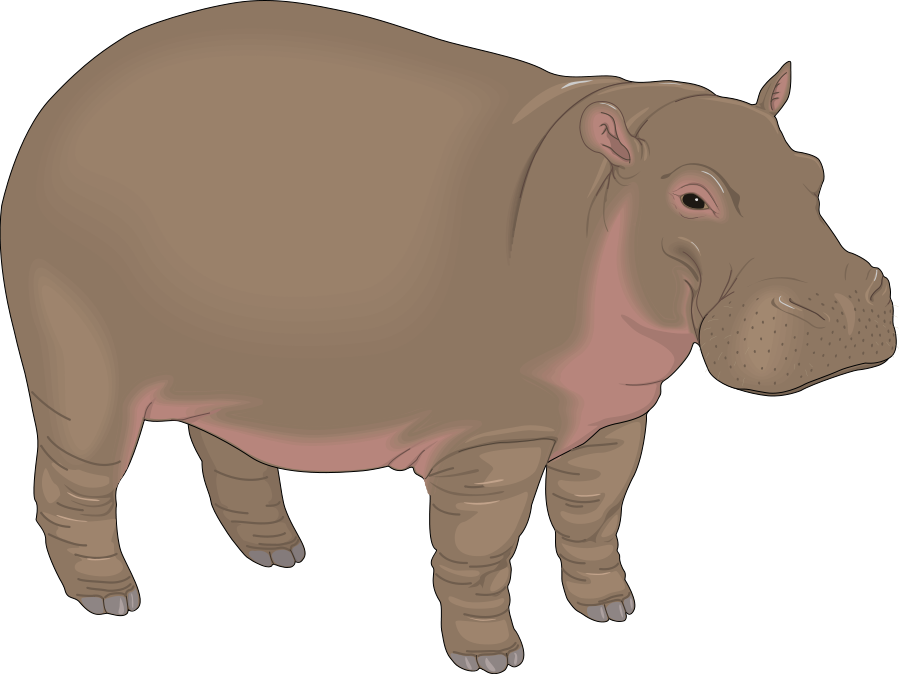 Hippo Png - Hippopotamus, Transparent background PNG HD thumbnail