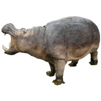Download Hippopotamus PNG ima