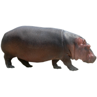 Hippopotamus Free Png Image Png Image - Hippopotamus, Transparent background PNG HD thumbnail