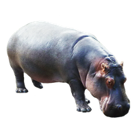 Hippopotamus Picture Png Image - Hippopotamus, Transparent background PNG HD thumbnail