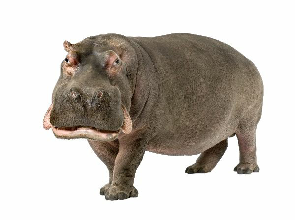 Hippo PNG