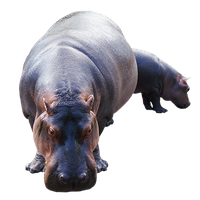 Hippopotamus Transparent Png Image - Hippopotamus, Transparent background PNG HD thumbnail