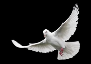 The Agency Of The Holy Spirit - Holy Spirit, Transparent background PNG HD thumbnail