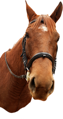 Horse Head Mask Png   Photo#13 - Horse Head, Transparent background PNG HD thumbnail