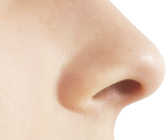 Human Nose Png - Human Nose, Transparent background PNG HD thumbnail