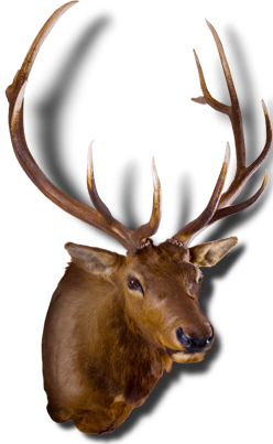 Beaver Creek Ranch Hunt Trophy Whitetail Deer In College Station In Central Texas Deer Hunting Lodge - Hunting Pictures, Transparent background PNG HD thumbnail