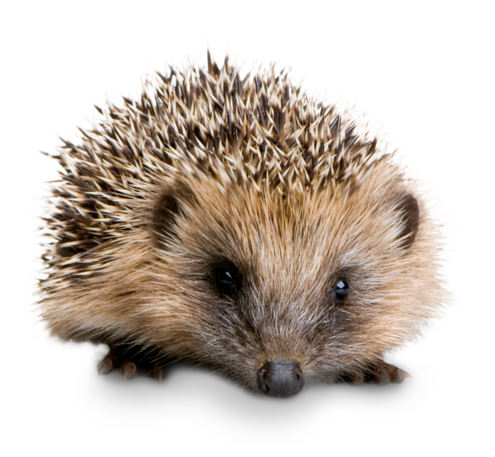 Free vector graphic: Hedgehog