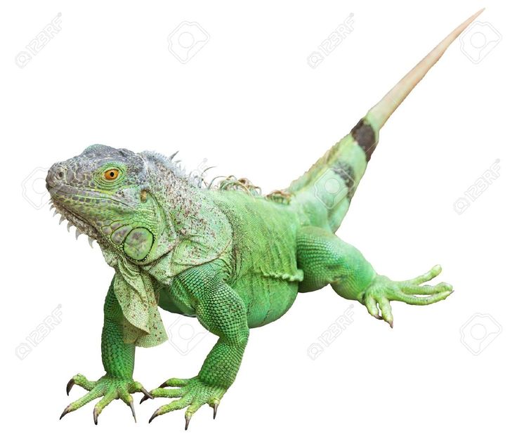 15791261 Green Iguana Isolated On White With Clipping  - Iguana, Transparent background PNG HD thumbnail