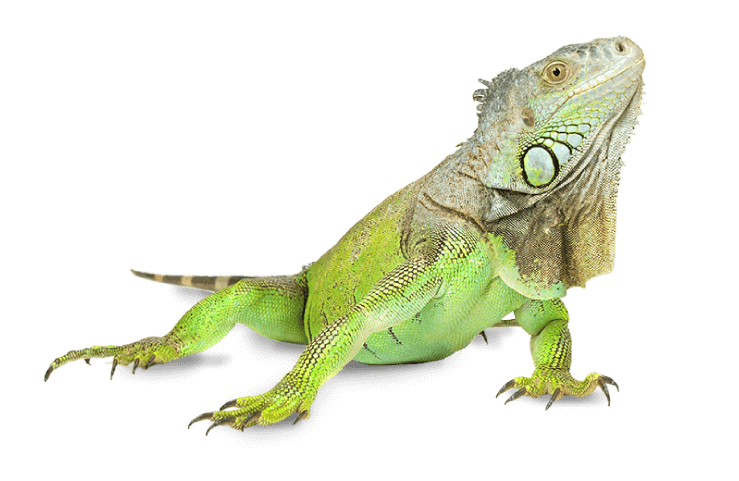 Need A Quote? Get In Touch - Iguana, Transparent background PNG HD thumbnail