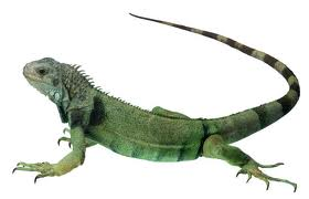 Reptil.png - Iguana, Transparent background PNG HD thumbnail
