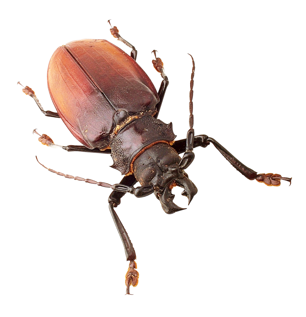 Roach · Scorpion PNG