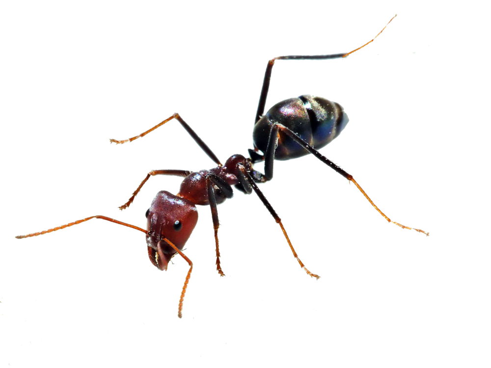 Ants · Bee Png Image - Insects, Transparent background PNG HD thumbnail