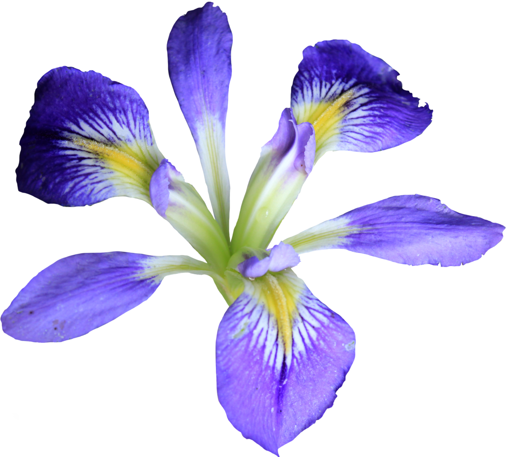 Iris PNG by TimelineArt PlusP