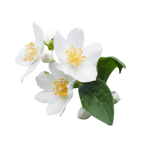 Jasmine - Jasmine Flower, Transparent background PNG HD thumbnail