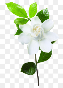 Jasmine Flower Petals, Jasmine, Flowers, White Png Image - Jasmine Flower, Transparent background PNG HD thumbnail