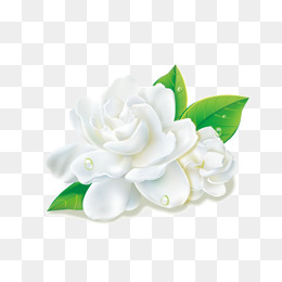 Jasmine, Jasmine, Flowers, Flower Element Png Image - Jasmine Flower, Transparent background PNG HD thumbnail