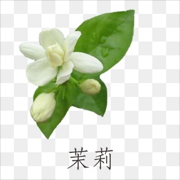 Jasmine, Jasmine, Flowers, White Flower Png Image - Jasmine Flower, Transparent background PNG HD thumbnail