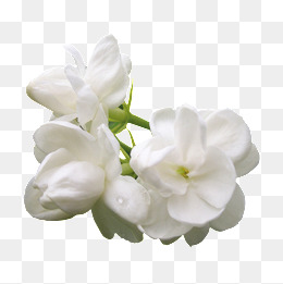 Jasmine, White, Flowers, Decorative Material Png Image - Jasmine Flower, Transparent background PNG HD thumbnail