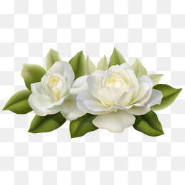 Jasmine White, Flowers, Flowers, Plant Png Image - Jasmine Flower, Transparent background PNG HD thumbnail