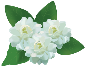 Logo - Jasmine Flower, Transparent background PNG HD thumbnail