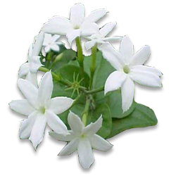 Mogra Flower Png Hdpng Pluspng.com 250 - Jasmine Flower, Transparent background PNG HD thumbnail