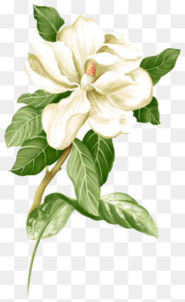 Painted White Jasmine Picture Material, Jasmine, Flower, Flowers Png Image - Jasmine Flower, Transparent background PNG HD thumbnail