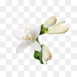 Jasmine, White, Flowers, Deco
