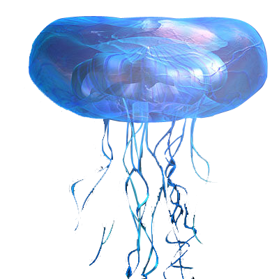 Jellyfish.png