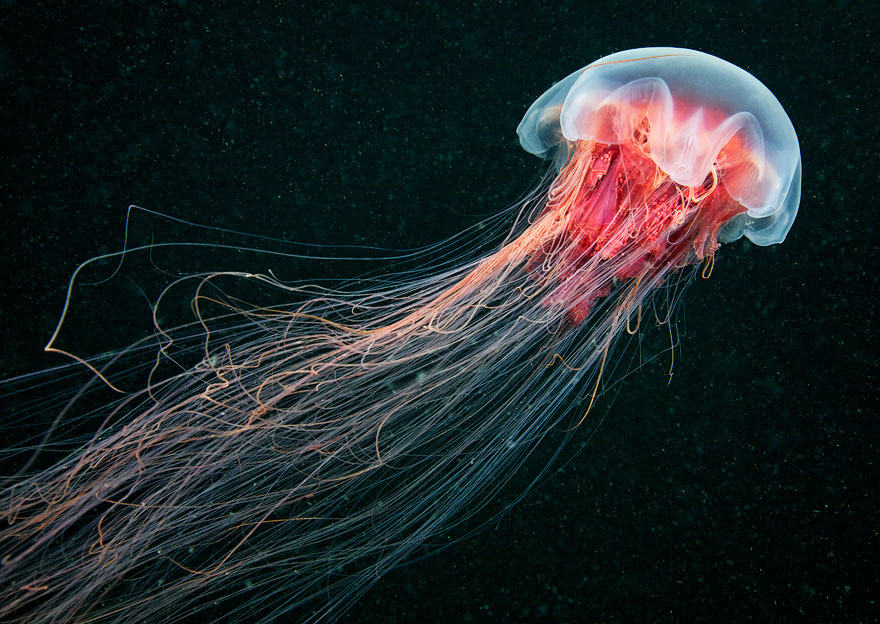 Jellyfish in the sea, Sea, Oc