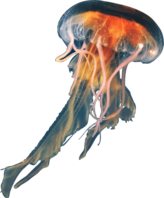 314 Pelagia 2   Copyright Denis Riek P7280003 - Jellyfish, Transparent background PNG HD thumbnail