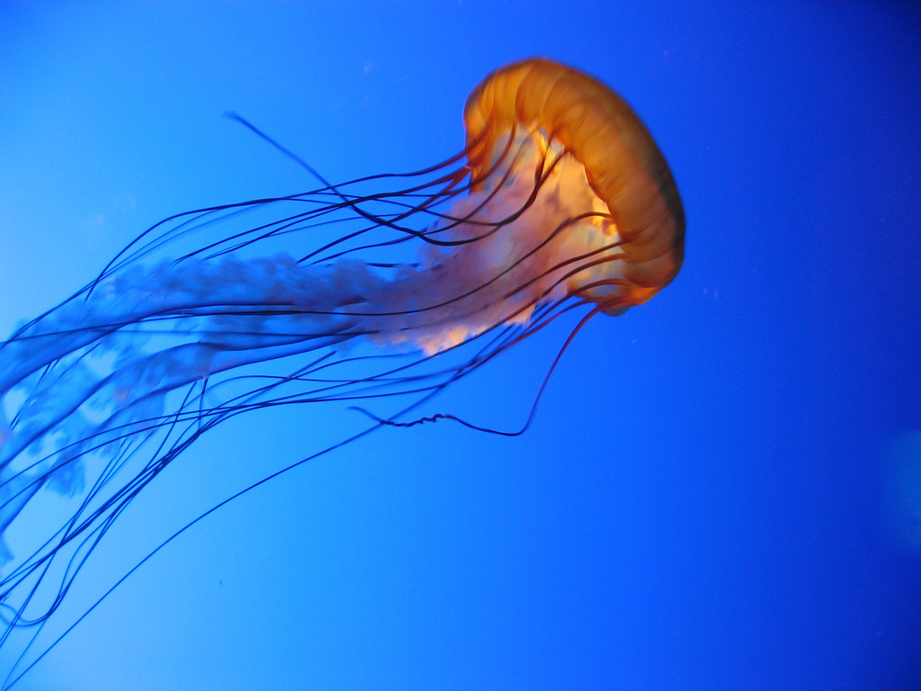 8Ed1Dfe.png - Jellyfish, Transparent background PNG HD thumbnail