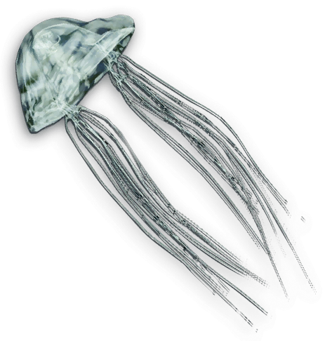 Fc3 Cutout Jellyfish.png - Jellyfish, Transparent background PNG HD thumbnail