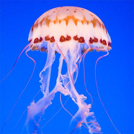 File:avatar Jellyfish.png - Jellyfish, Transparent background PNG HD thumbnail