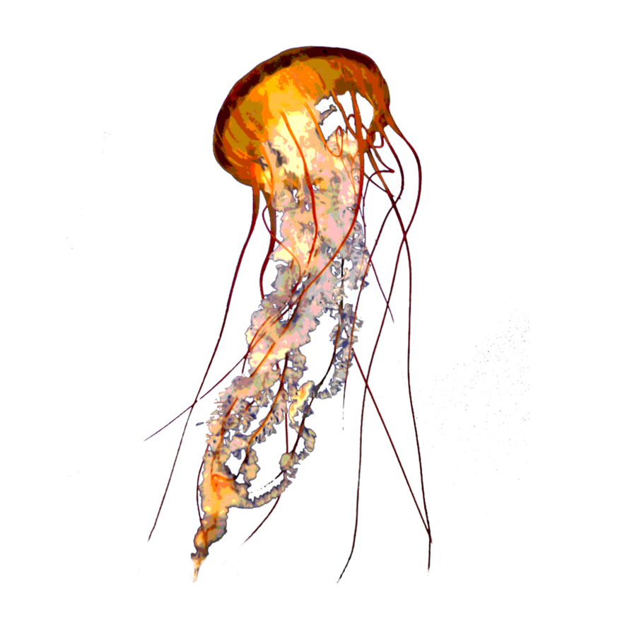 Jellyfish By Vikmic Hdpng.com  - Jellyfish, Transparent background PNG HD thumbnail
