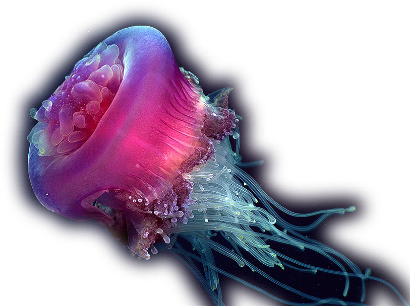 Vine jellyfish by PurpleLemon
