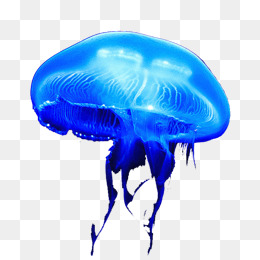 Moon Jellyfish, Product Kind, Jellyfish, Red Jellyfish · Png - Jellyfish, Transparent background PNG HD thumbnail