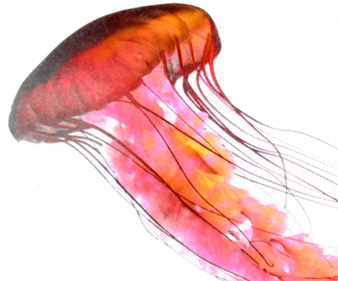 Vine jellyfish by PurpleLemon