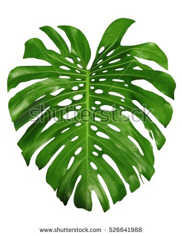 Monstera Large Green Jungle Leaf Unique Tropical Design Pattern, Swiss Cheese Plant, Isolated On - Jungle Leaf, Transparent background PNG HD thumbnail