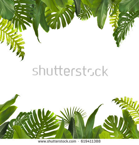 Tropical Jungle Leaves Background - Jungle Leaf, Transparent background PNG HD thumbnail