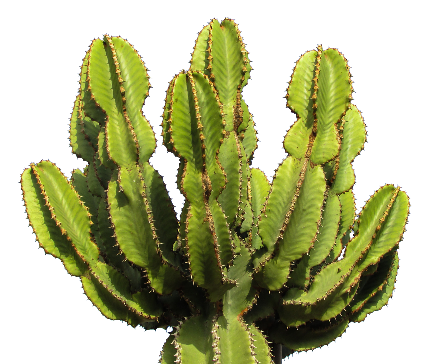 Cactus Desert Plant PNG Trans