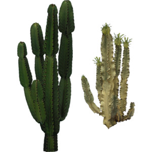 Cactus (32).png - Kaktus, Transparent background PNG HD thumbnail