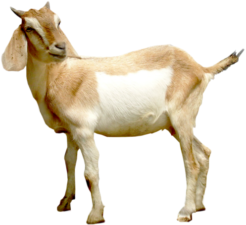 Related Articles - Kambing, Transparent background PNG HD thumbnail