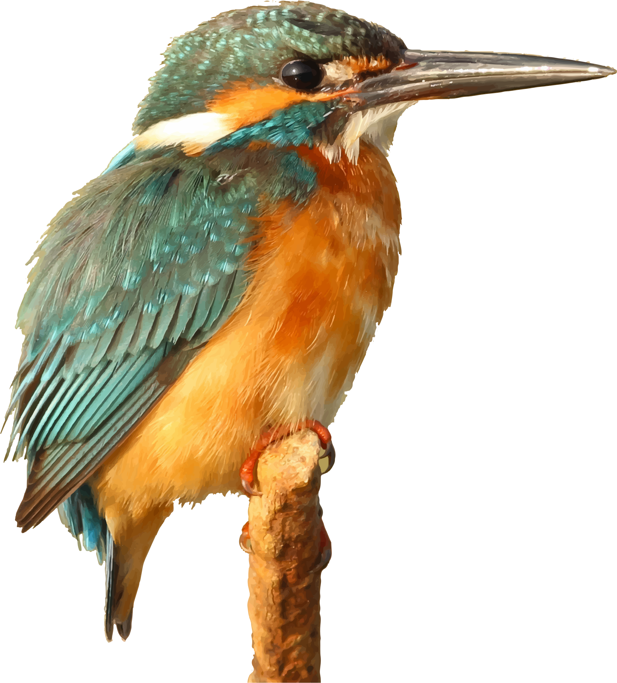 File:Micronesian Kingfisher (