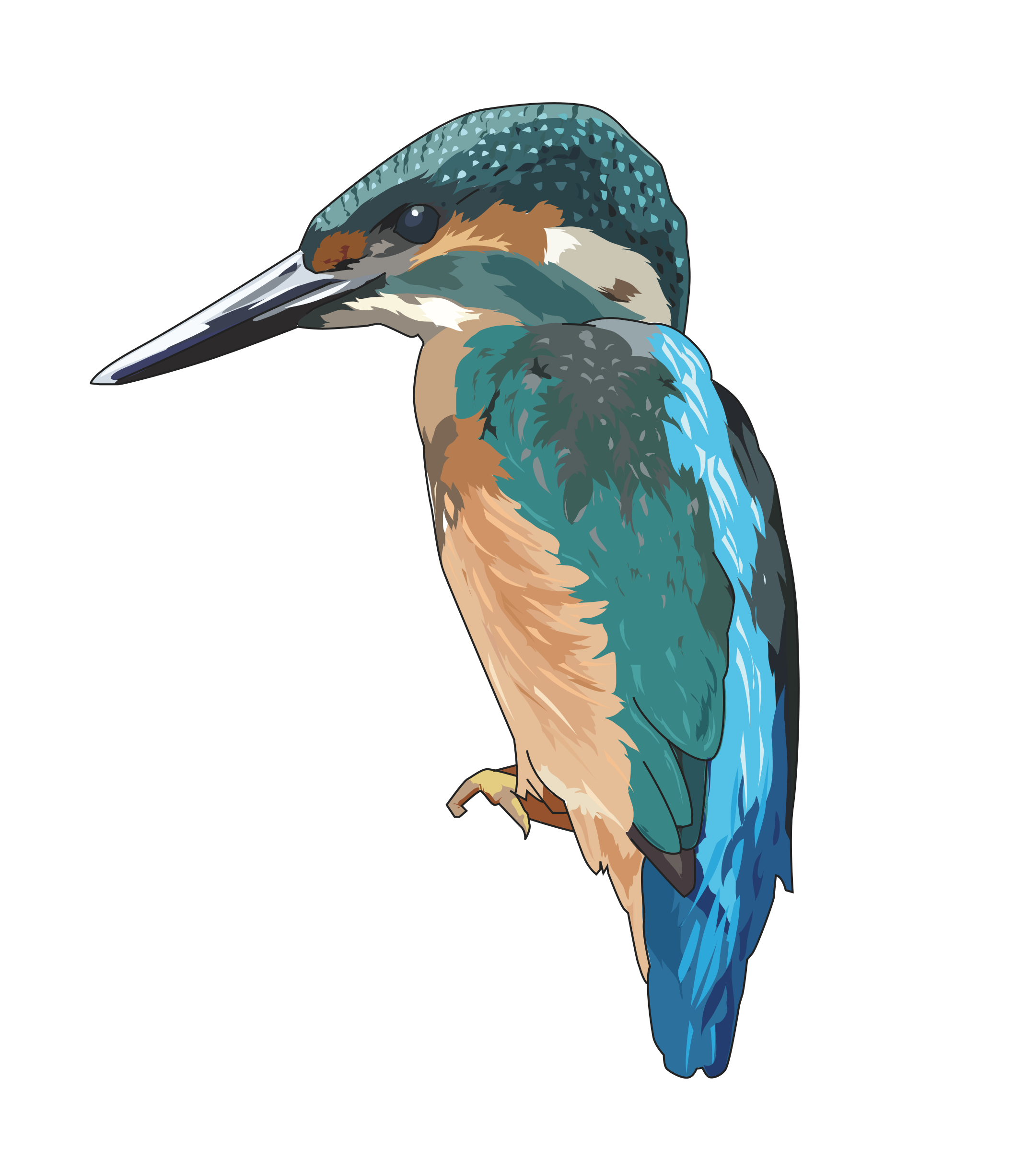 Big Image (Png) - Kingfisher Bird, Transparent background PNG HD thumbnail